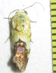 Acontia