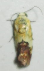 Acontia