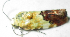 Acontia
