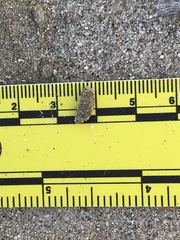 Dipodomys deserti