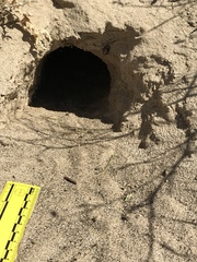 Dipodomys deserti