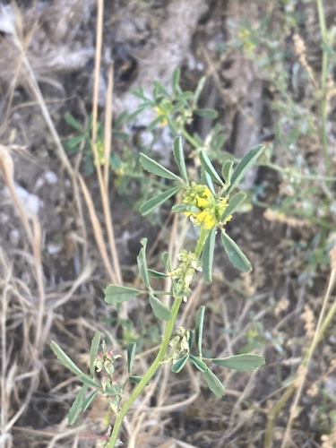 Melilotus indicus iNat (3)