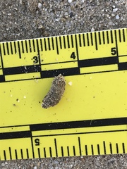 Dipodomys deserti