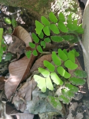 Adiantum philippense image