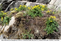 Lomatium hallii