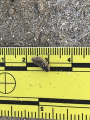 Dipodomys deserti