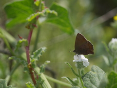 Callophrys augustinus iroides