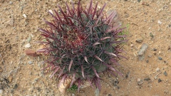 Ferocactus gracilis
