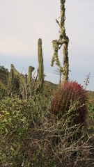 Ferocactus gracilis