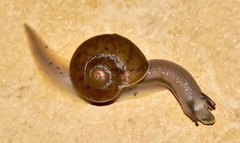 Natalina cafra