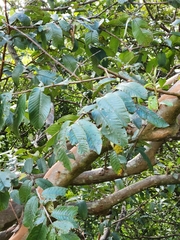 Psidium guajava image