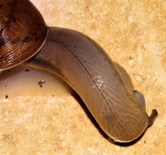Natalina cafra