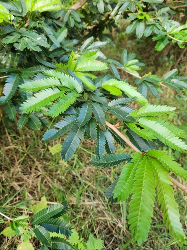 Calliandra bijuga observed 2023-12-09