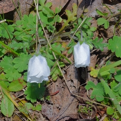 Nemophila menziesii