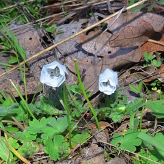 Nemophila menziesii