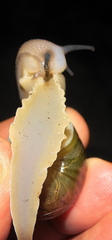 Natalina cafra