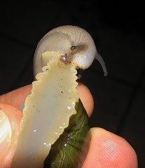 Natalina cafra