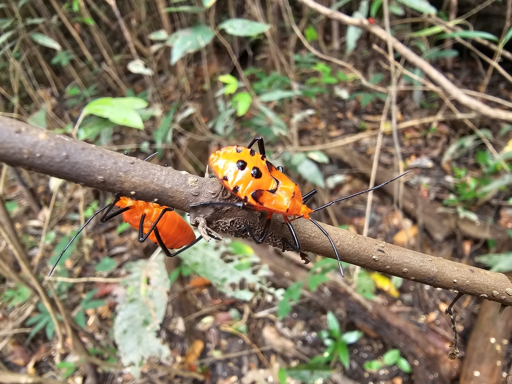 Sephina pubera