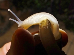 Natalina cafra
