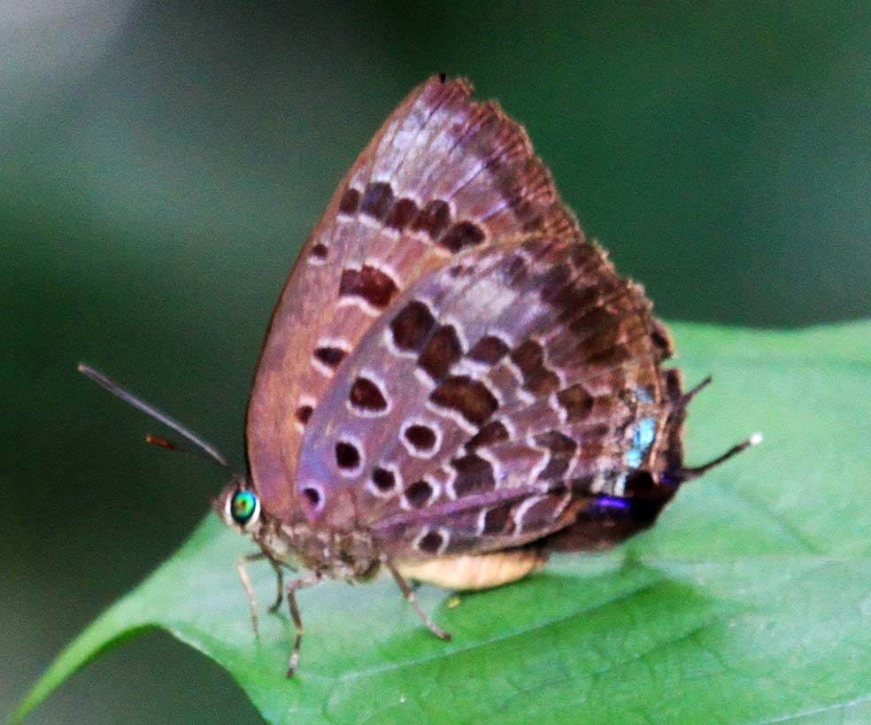 Purple-glazed Oakblue