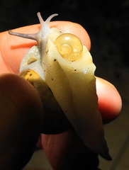 Sheldonia