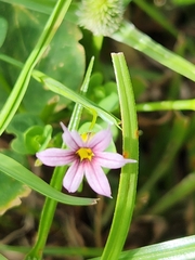 Sisyrinchium micranthum image