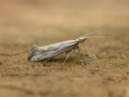 Dame's Rocket Moth photo 2