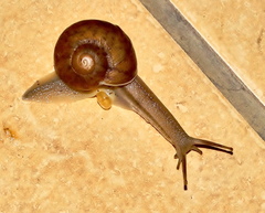 Sheldonia