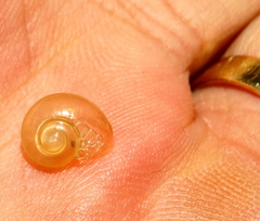Sheldonia