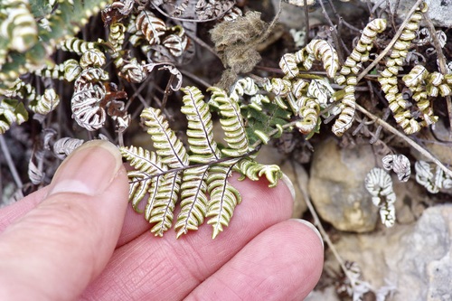 Image of Notholaena copelandii by (c) Michelle W. （鍾偉瑋）, some rights reserved (CC BY)