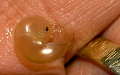 Sheldonia