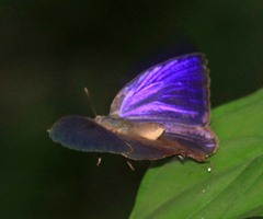 Arhopala agaba