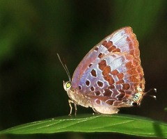 Arhopala agaba