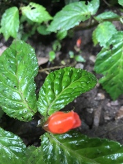 Begonia longirostris