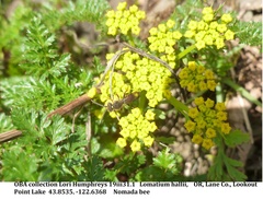 Lomatium hallii
