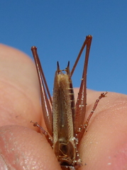 Conocephalus albescens