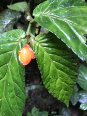Begonia longirostris