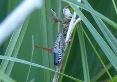 Conocephalus semivittatus