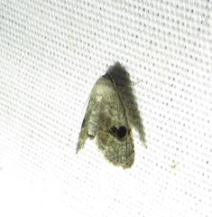 Abablemma duomaculata