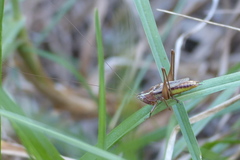 Conocephalus albescens