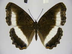 Eurytela hiarbas hiarbas
