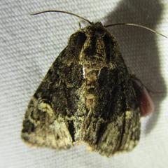 Phosphila turbulenta