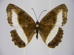 Eurytela hiarbas hiarbas