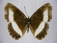 Eurytela hiarbas hiarbas
