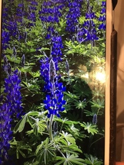 Lupinus pilosus
