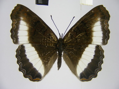 Eurytela hiarbas hiarbas