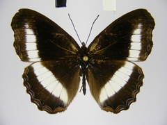 Eurytela hiarbas hiarbas