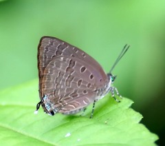 Arhopala aida