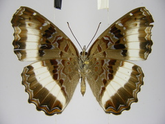Eurytela hiarbas hiarbas