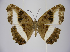 Eurytela hiarbas hiarbas